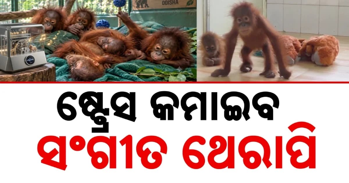 ମା’ଠାରୁ ଅଲଗା ହୋଇ ଗଭୀର ଚାପରେ ୫ ଓରାଙ୍ଗଉଟାନ୍, ଦିଆଯିବ ମ୍ୟୁଜିକ୍ ଥେରାପି