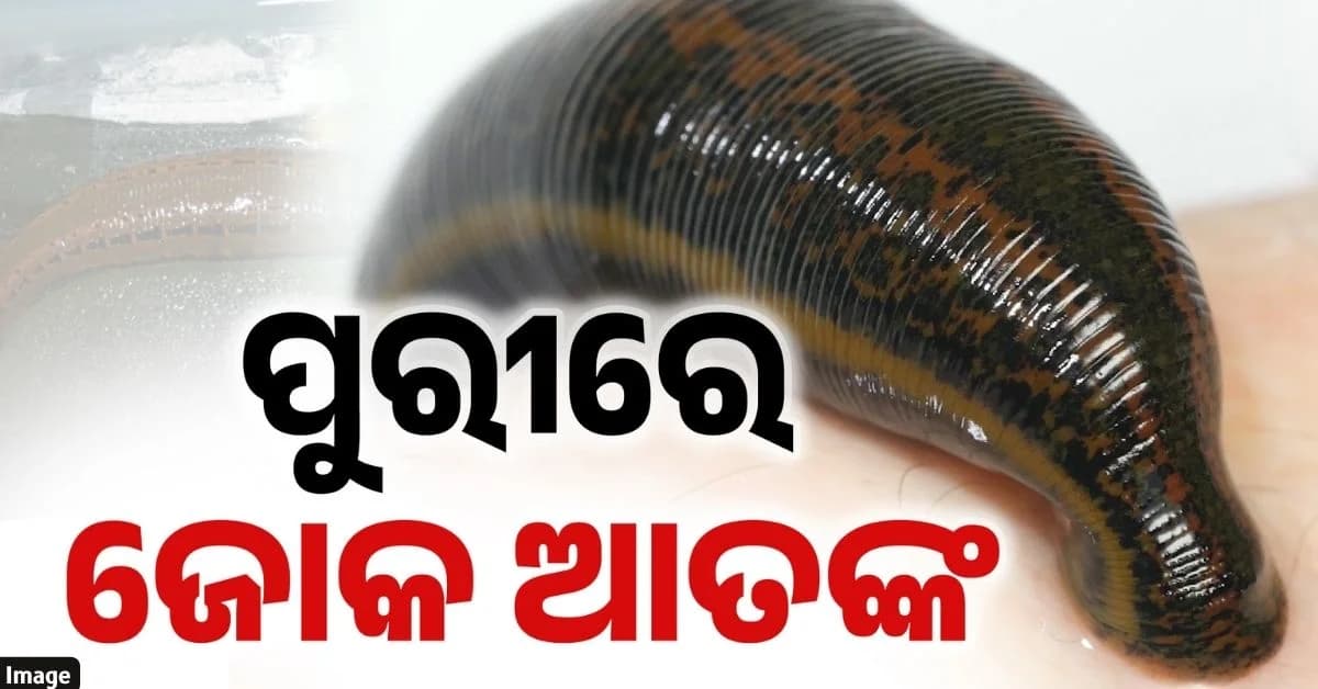 ବନ୍ୟଜନ୍ତୁଙ୍କ ଜୀବନ ପ୍ରତି ବଢ଼ୁଛି ବିପଦ; ୪ ବର୍ଷରେ ଗଲାଣି ୩୭ ହରିଣଙ୍କ ଜୀବନ !