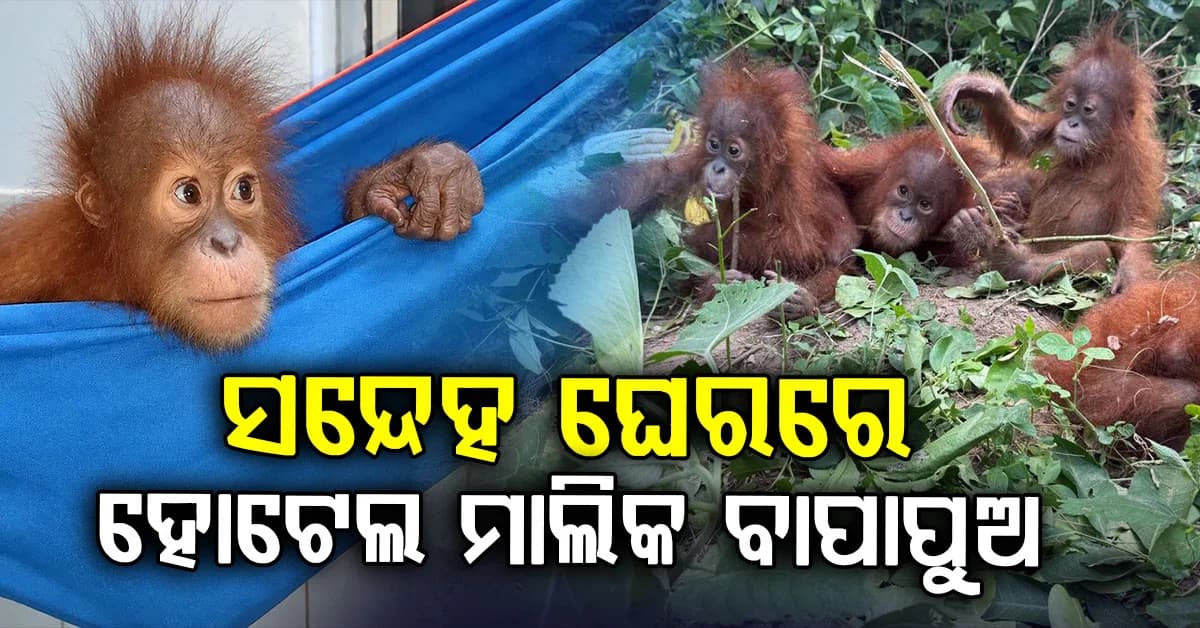ଦୀଘାର ଏକ ହୋଟେଲ; ଓରାଙ୍ଗଉଟାନ ରହସ୍ୟ ବଢାଇଲା ସସପେନ୍ସ