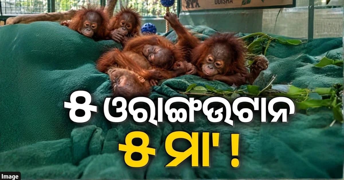 ନୂଆ ପରିବେଶ ସହ ଖାପ ଖୁଆଉଛନ୍ତି ଓରାଙ୍ଗଉଟାନ; ଖୋଲିଲା ବଡ଼ ରହସ୍ୟ...