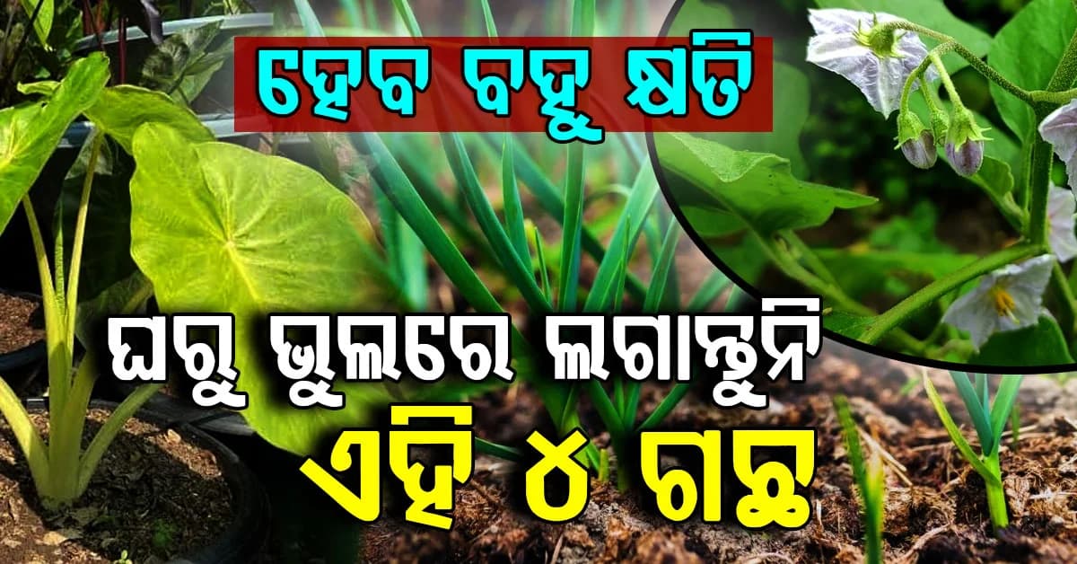 ଘରୁ ଲକ୍ଷ୍ମୀ ଛାଡ଼ିଯିବେ; ଘରେ ଭୁଲରେ ବି ଲଗାନ୍ତୁନି ଏହି ସବୁ ଗଛ