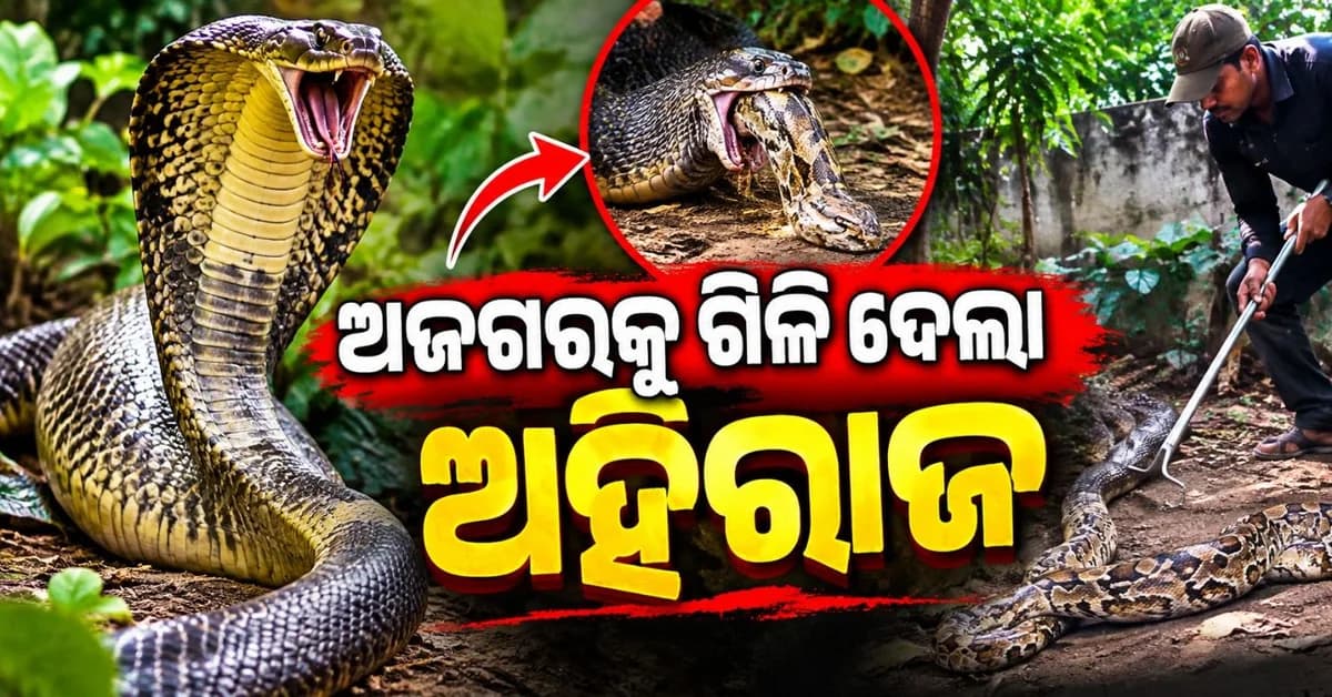 ଅଜଗରକୁ ଗିଳି ଦେଲା ୧୨ ଫୁଟ ଲମ୍ବା ଅହିରାଜ; ତାଜୁବ ହୋଇଗଲେ ଉଦ୍ଧାରକାରୀ