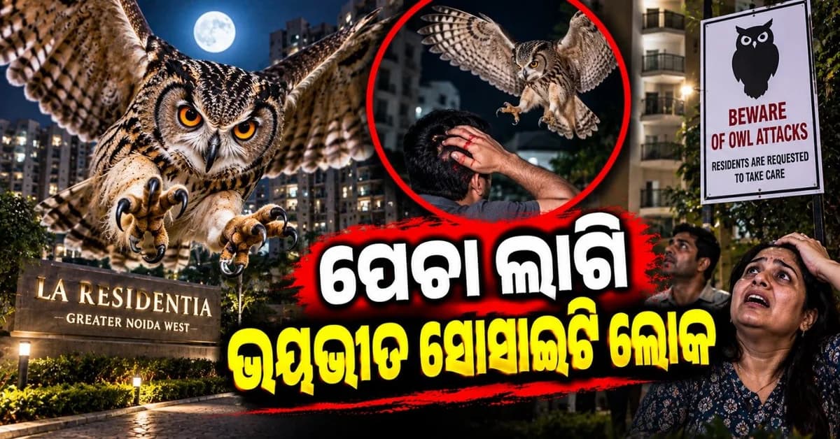 ପେଚା ଆତଙ୍କରେ ଆତଙ୍କିତ ଗ୍ରେଟର ନୋଏଡା ସୋସାଇଟି; ବ୍ଲେଡ୍ ଅପେକ୍ଷା ଦ୍ରୁତ ଗତିରେ କରୁଛି ଆକ୍ରମଣ