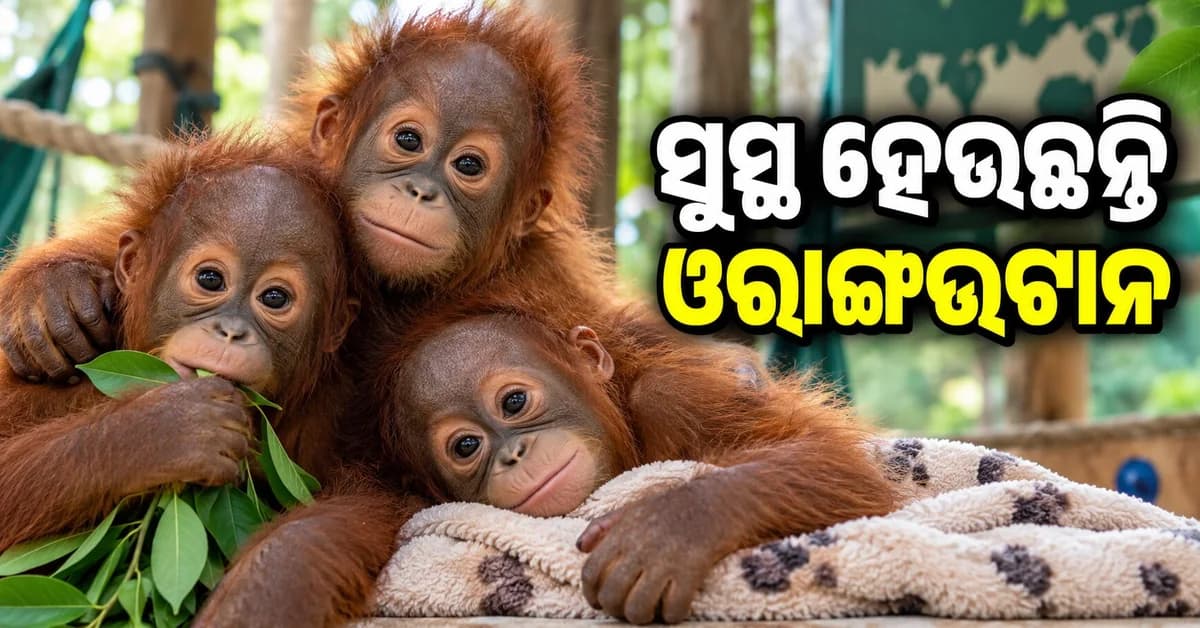 ଉଦ୍ଧାର ହୋଇଥିବା ୫ ଓରାଙ୍ଗଓଟାନ ଶାବକଙ୍କ ସ୍ୱାସ୍ଥ୍ୟ ସ୍ଥିତି ସ୍ୱାଭାବିକ
