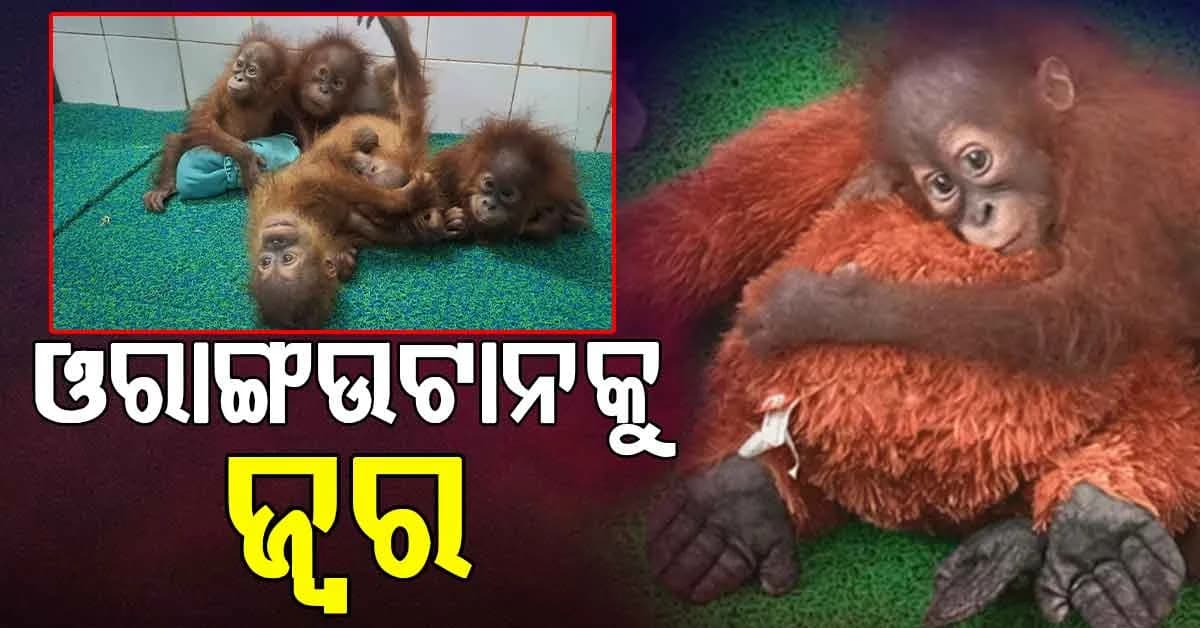 ପୁଣି ଜ୍ୱରରେ ପଡ଼ିଲା ଓରାଙ୍ଗଉଟାନ, ଆଲର୍ଟରେ ରହିଛି ଡାକ୍ତରୀ ଟିମ୍