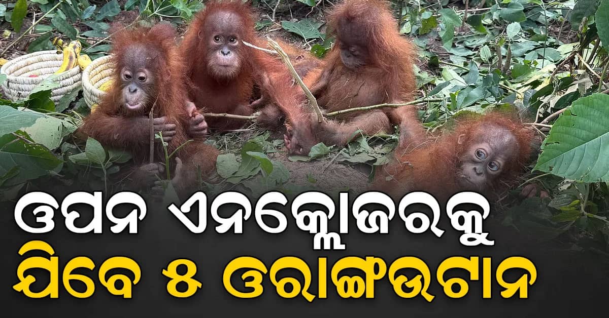 ନନ୍ଦନକାନନର ଖୁଆଡ଼କୁ ଆସିବେ ୫ ଓରାଙ୍ଗଉଟାନ; ପର୍ଯ୍ୟଟକଙ୍କ ପାଇଁ କ'ଣ ରହିବ କଟକଣା ?
