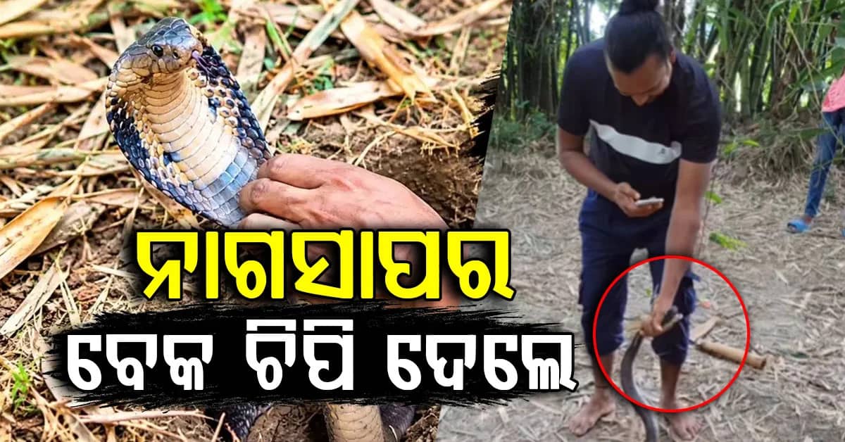 ବିଜୁଳି ଠାରୁ ବି ଦ୍ରୁତ ! ଭିଡିଓ ପାଇଁ ନାଗସାପର ବେକକୁ ଧରି...