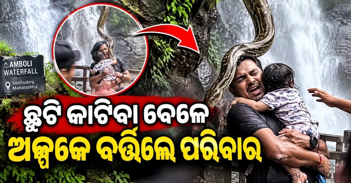 ଅଚାନକ ବ୍ୟକ୍ତିଙ୍କ ଉପରେ ଖସିପଡ଼ିଲା ସାପ; ପର୍ଯ୍ୟଟକ ସେୟାର କଲେ ଭିଡ଼ିଓ
