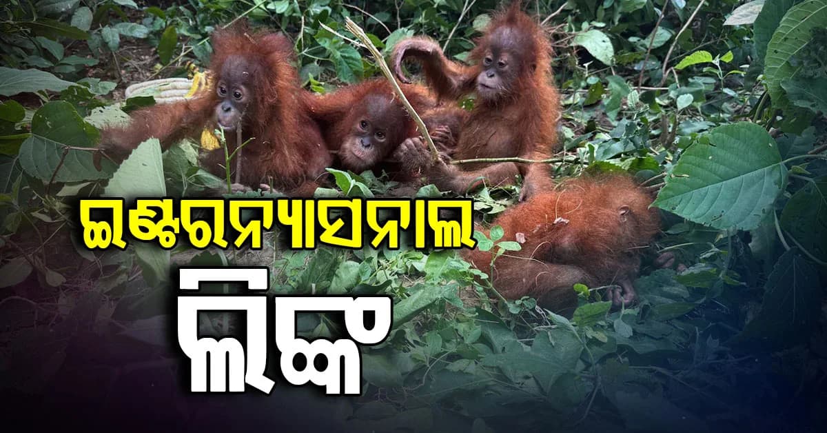 ଓରାଙ୍ଗଉଟାନ ଦେଖାଯିବା ଘଟଣାର ଇଣ୍ଟରନ୍ୟାସନାଲ ଲିଙ୍କ ଥିବାରୁ ତଦନ୍ତ ଡେରି ହେଉଛି