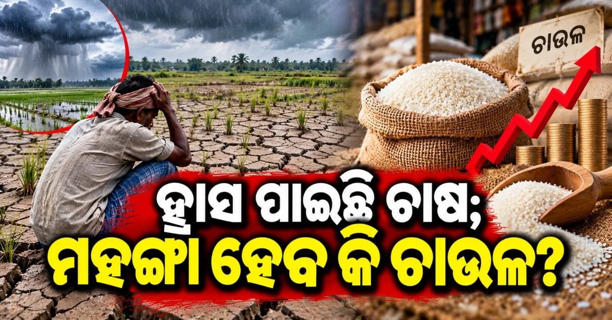 ହ୍ରାସ ପାଉଛି ଧାନ ଚାଷ; ୧୬ ଲକ୍ଷକୁ ହ୍ରାସ ପାଇଲା ପରିମାଣ, କ'ଣ ମହଙ୍ଗା ହୋଇଯିବ କି ଚାଉଳ?