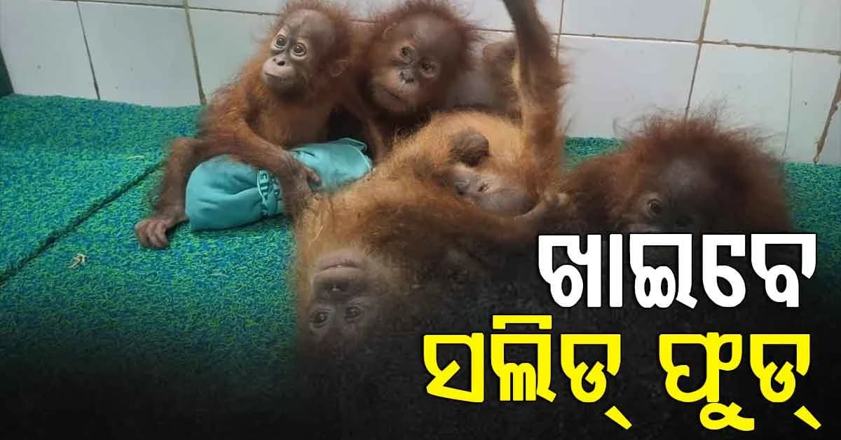 ନନ୍ଦନକାନନରେ ସୁସ୍ଥ ଅଛନ୍ତି ୫ ଓରାଙ୍ଗଉଟାନ, ଖାଦ୍ୟ ବଢାଇବା ପାଇଁ ପରାମର୍ଶ ଦେଲେ ଟେକନିକାଲ ଟିମ୍