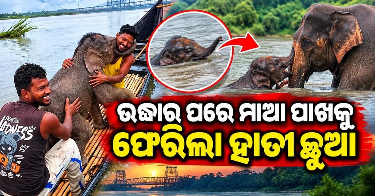 ନଦୀରେ ଭାସି ଯାଉଥିଲା ହାତୀ ଛୁଆ; ୩ କିମି ପିଛା କରି ଜୀବନ ବଞ୍ଚାଇଲେ ମତ୍ସ୍ୟଜୀବୀ