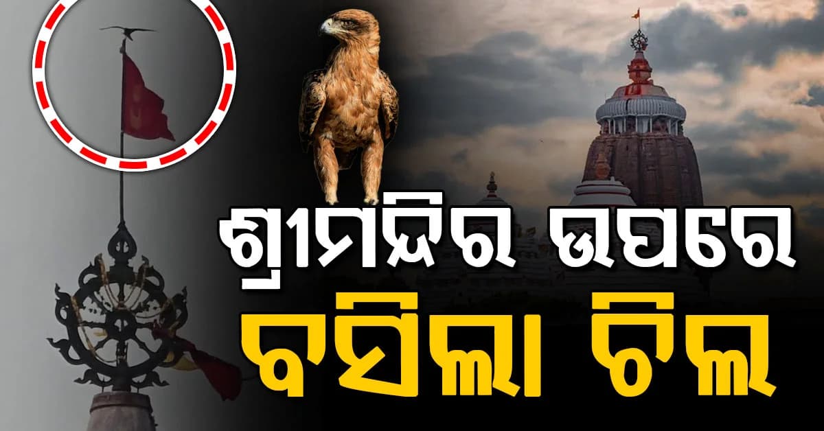 ଶ୍ରୀମନ୍ଦିର ଉପରେ ପୁଣି ବସିଲା ଚିଲ, ଏହା ଶୁଭ ନା ଅଶୁଭ?