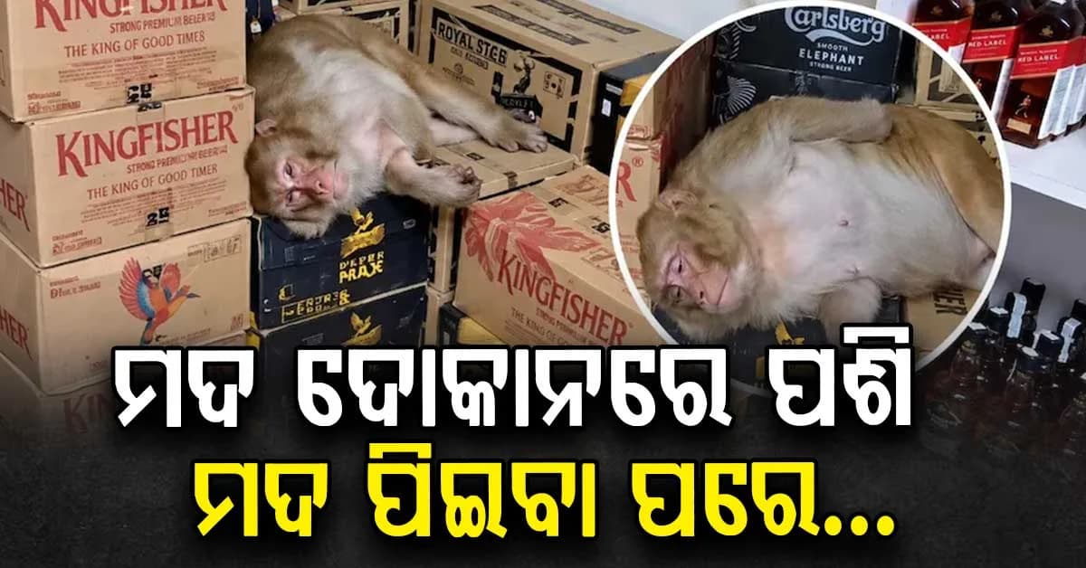ମଦ ଦୋକାନରେ ପଶିଗଲା ମାଙ୍କଡ଼, ମଦ ପିଇ କର୍ମଚାରୀଙ୍କୁ କାମୁଡ଼ିଲା