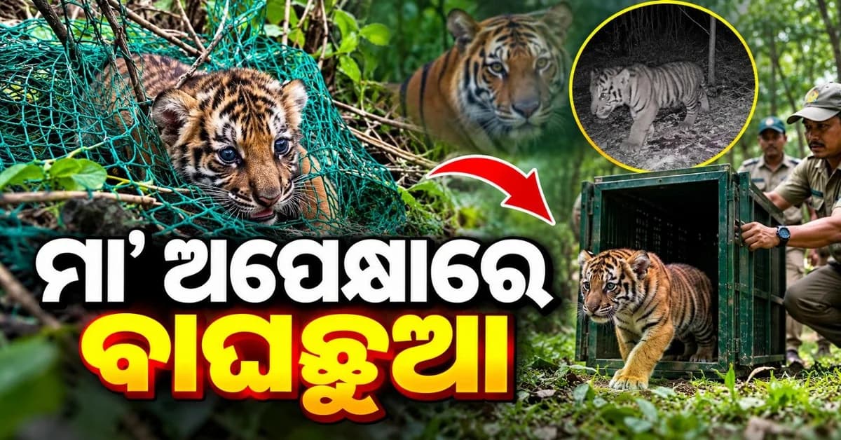 କିଚେନ୍ ଗାର୍ଡ଼େନ୍ ଜାଲରେ ଫସିଲା ବାଘଛୁଆ; ସୁରକ୍ଷିତ ଭାବେ ଉଦ୍ଧାର କରିବା ପରେ ଜଙ୍ଗଲରେ ଦିଆଗଲା ଛାଡି଼