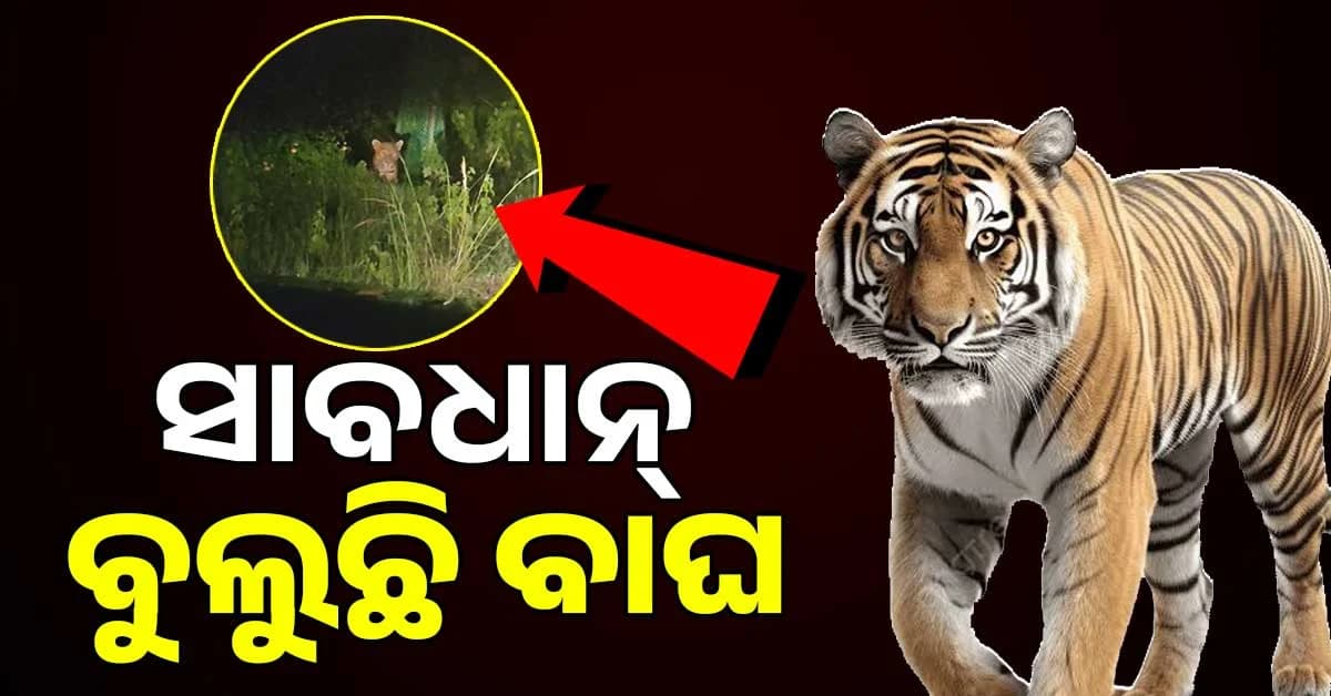 ରାତି ଅନ୍ଧାରରେ ହଠାତ୍ ସାମ୍ନାକୁ ଆସିଲା ବାଘ! ମୋବାଇଲରେ କଏଦ ହେଲା ଦୃଶ୍ୟ