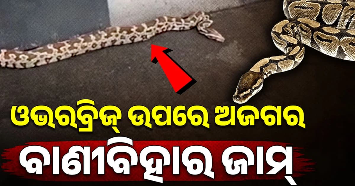 ବାଣୀବିହାର ଓଭରବ୍ରିଜ୍ରେ ୫ ଫୁଟିଆ ଅଜଗର, ଦେଖି ଅଟକିଗଲା ଶହ ଶହ ଗାଡ଼ି
