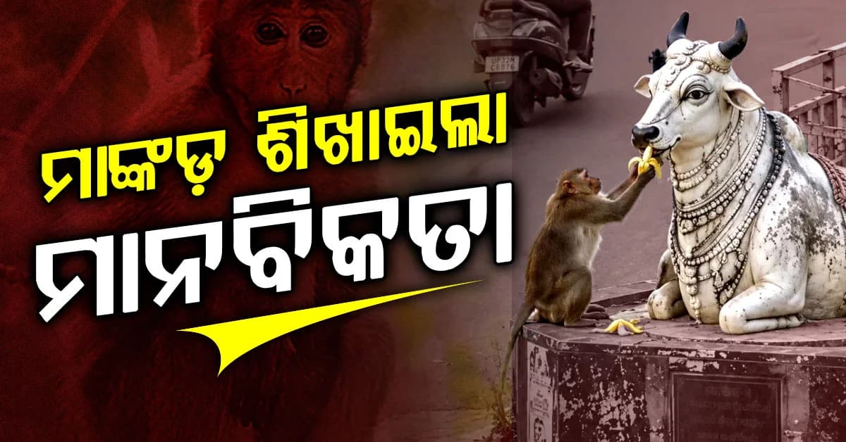 ମାଙ୍କଡ଼ର ନିଆରା ଶିକ୍ଷା: ଯେଉଁଠି ମଣିଷ ଭୁଲିଗଲା, ସେଠି ମାଙ୍କଡ଼ ଦେଲା ମାନବିକତାର ବାର୍ତ୍ତା