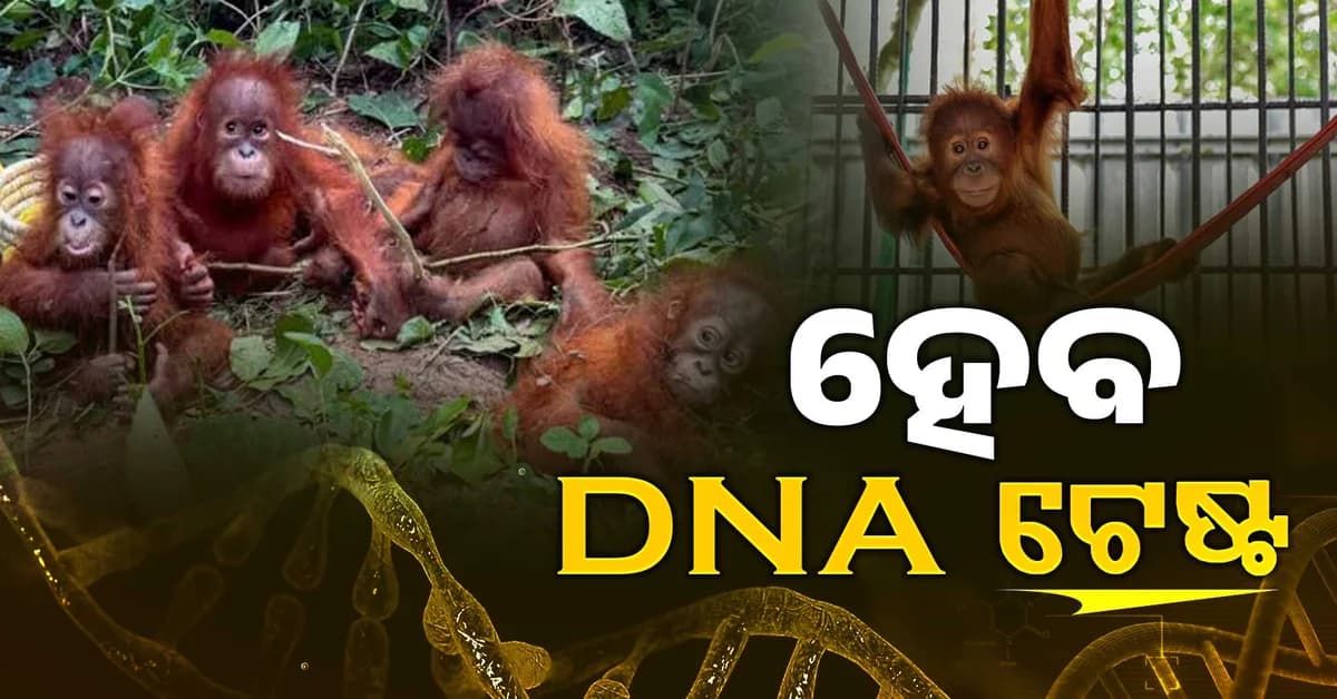ଓରାଙ୍ଗଉଟାନଙ୍କ ହେବ DNA ଟେଷ୍ଟ, ରିପୋର୍ଟ ଆସିବା ପରେ ଜଣାପଡ଼ିବ କେଉଁ ଦେଶରୁ ଆସିଛନ୍ତି?