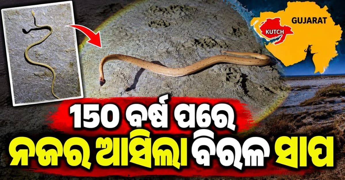 ୧୫୦ ବର୍ଷ ପରେ ନଜର ଆସିଲା ବିରଳ ସାପ ପ୍ରଜାତିର ସାପ; ବନ ଅଧିକାରୀ ସେୟାର କଲେ ଫଟୋ