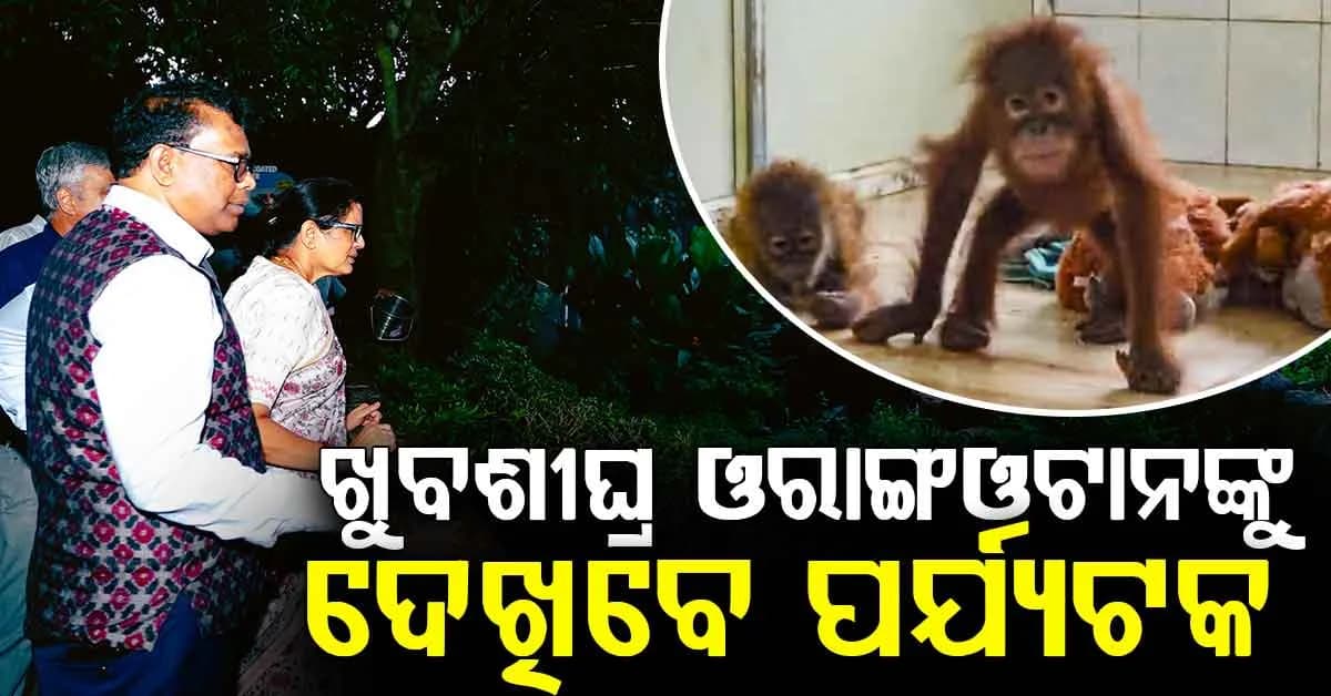ପର୍ଯ୍ୟଟକ ମାନଙ୍କ ପାଇଁ ଖୁସିଖବର,ନନ୍ଦନକାନନରେ ଖୁବଶୀଘ୍ର ଓରାଙ୍ଗଓଟାନଙ୍କୁ ଦେଖିବେ