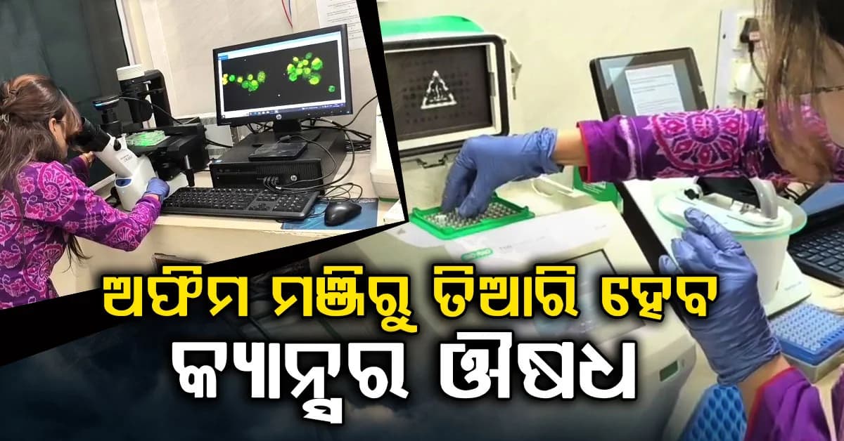 କ୍ୟାନ୍ସର ଦୂର କରିବ ଅଫିମ ମଞ୍ଜି, ଅଫିମ ମଞ୍ଜିରୁ ତିଆରି ହେବ କ୍ୟାନ୍ସର ଔଷଧ