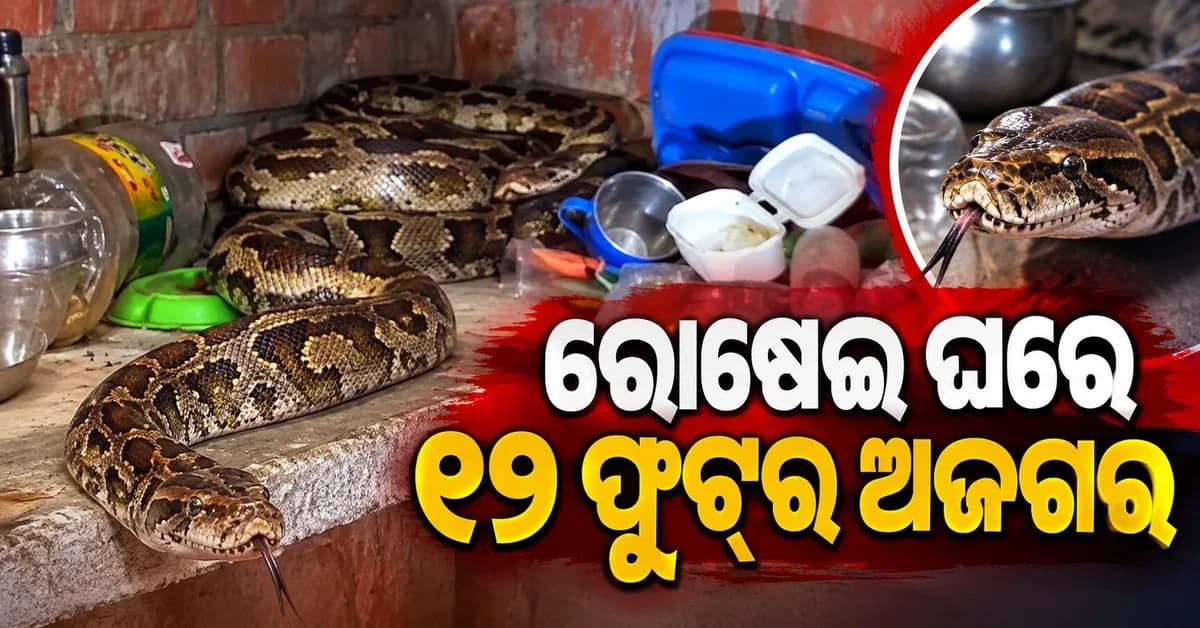 ରୋଷେଇ ୧୨ ଫୁଟ୍ ଲମ୍ବା ଓ ୨୫ କିଲୋ ଓଜନର ବିଶାଳ ଅଜଗର, ଭୟରେ ପରିବାର