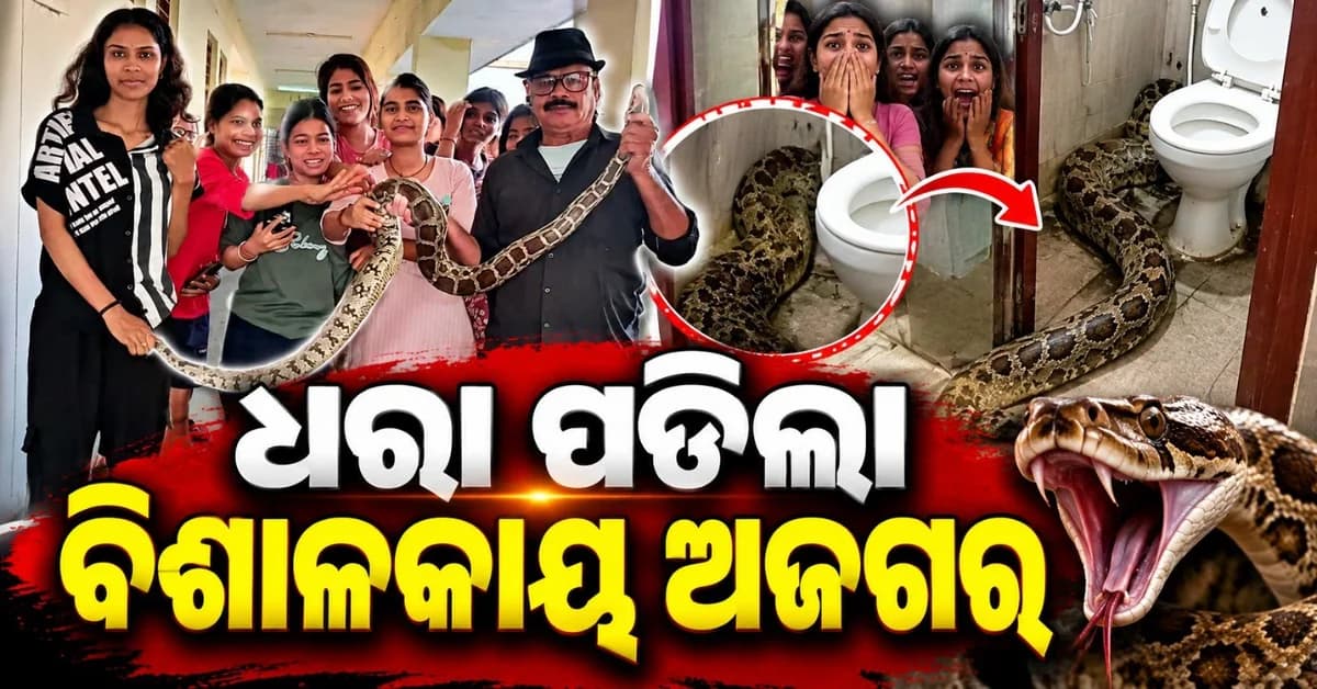 ଗାର୍ଲ୍ସ୍ ହଷ୍ଟେଲ ବାଥରୁମ୍ ରେ ମିଳିଲା ବିଶାଳକାୟ ଅଜଗର; ସାପ ଧରାଳୀ କଲେ ଉଦ୍ଧାର