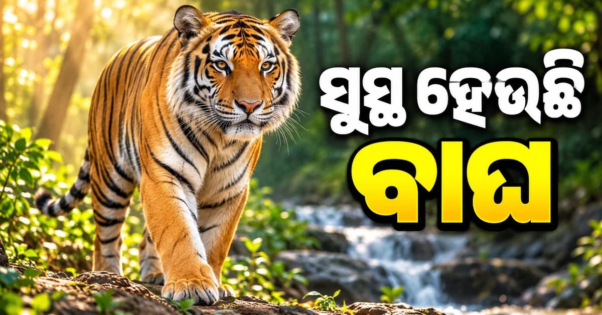 କରଞ୍ଜିଆରୁ ଉଦ୍ଧାର ମାଈ ବାଘ ଶାବକ ସୁସ୍ଥ