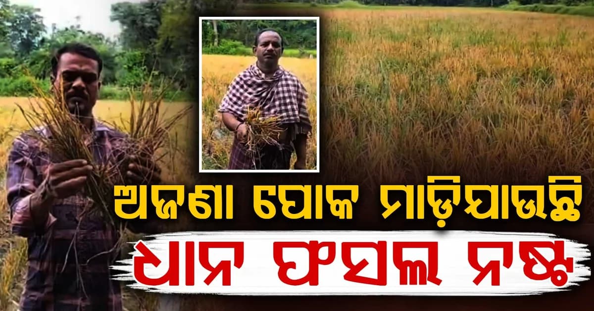 କାନ୍ଦୁଛି ଚାଷୀ, ହସୁଛି ରୋଗପୋକ: ହଜାର ହଜାର ଏକର ଧାନ ଫସଲ ନଷ୍ଟ
