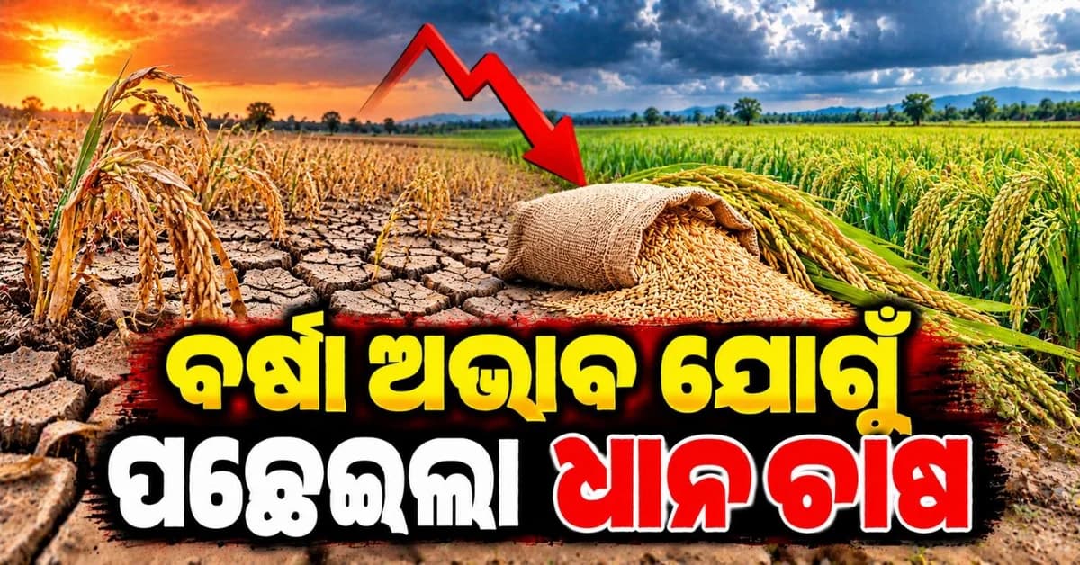 ଦୁର୍ବଳ ମୌସୁମୀ ଯୋଗୁଁ ହ୍ରାସ ପାଇଲା ଧାନ ଚାଷ; ତେଲେଙ୍ଗାନା-କର୍ଣ୍ଣାଟକ ସର୍ବାଧିକ ପ୍ରଭାବିତ