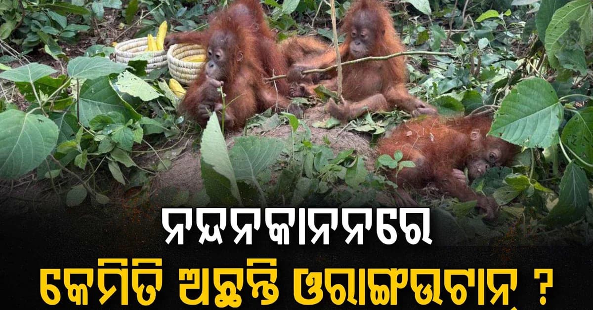 କେମିତି ଅଛନ୍ତି ୫ ଓରାଙ୍ଗଉଟାନ ? ବଡ଼ ଅପଡେଟ୍ ଦେଲେ ନନ୍ଦନକାନନ ଉପନିର୍ଦ୍ଦେଶକ
