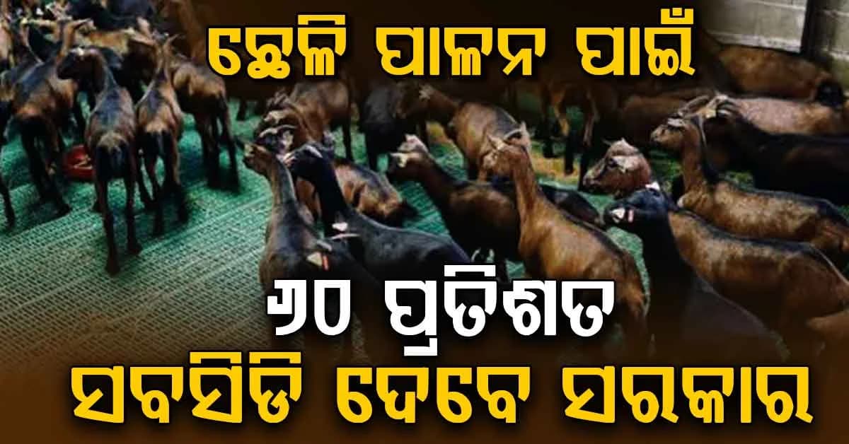 କମ ଟଙ୍କାରେ ଛେଳି ପାଳନ: ସରକାର ଦେବେ 60 ପ୍ରତିଶତ ସବସିଡି...