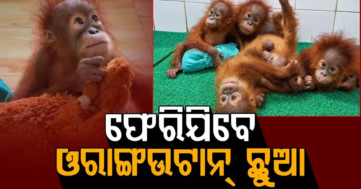 ସରିଲା ସମୟ; ଖୁବଶୀଘ୍ର ନିଜ ଦେଶ ଫେରିଯିବେ ଓରାଙ୍ଗଉଟାନ୍
