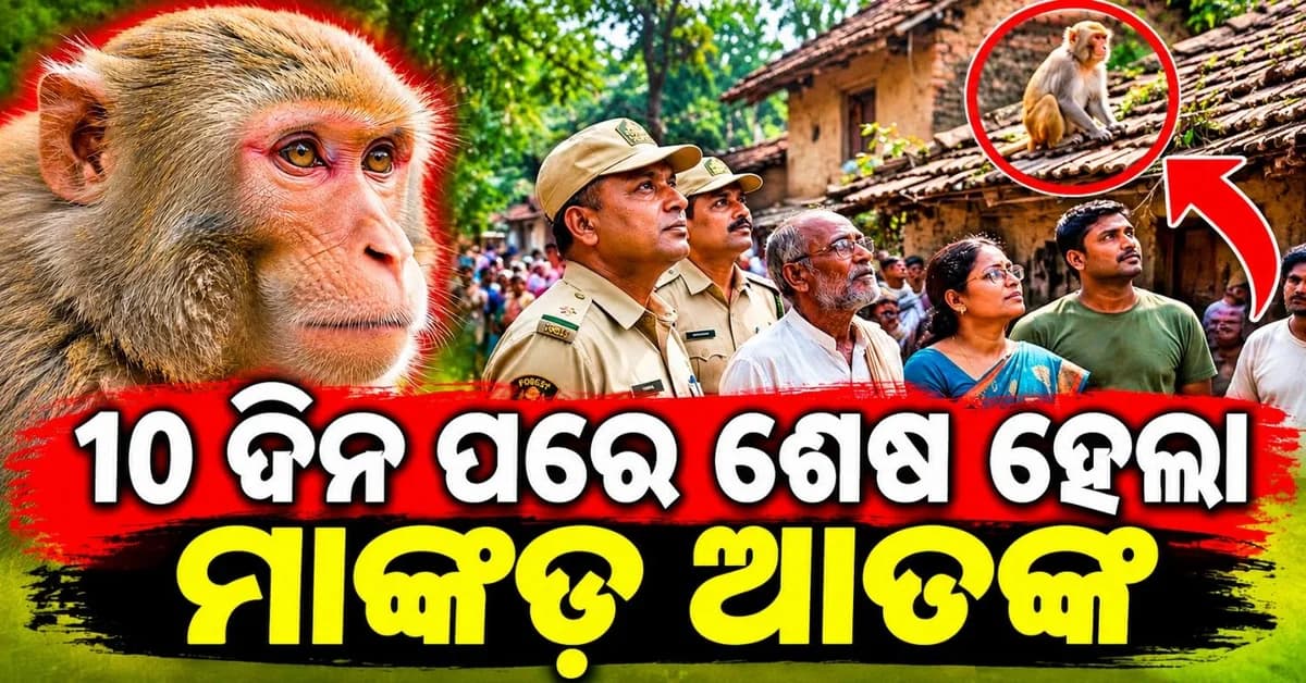 ୧୦ ଦିନ ପରେ ସଫଳ ହେଲା ଅଭିଯାନ; ଶେଷରେ ଧରା ପଡ଼ିଲା ବଦମାସ୍ ମାଙ୍କଡ଼