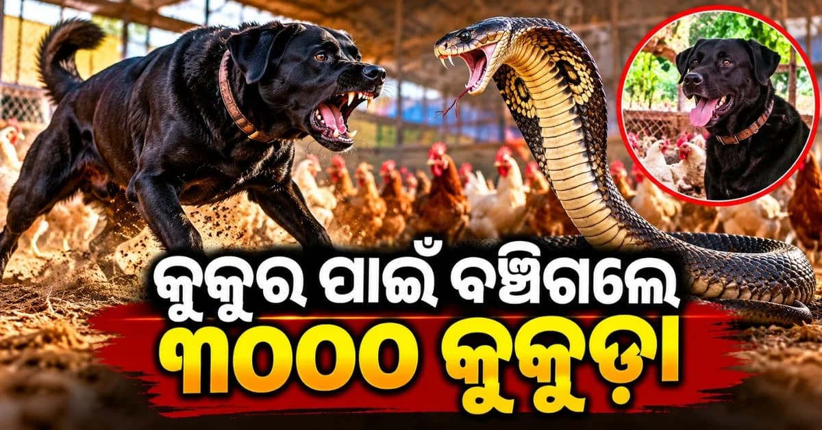 ଫାର୍ମ ଭିତରକୁ ଅଚାନକ ମାଡ଼ି ଆସିଲା ୧୫ ଫୁଟ ଲମ୍ବା ଅହିରାଜ; କାଳିଆ ଲାଗି ବଞ୍ଚିଗଲେ ୩୦୦୦ କୁକୁଡ଼ା