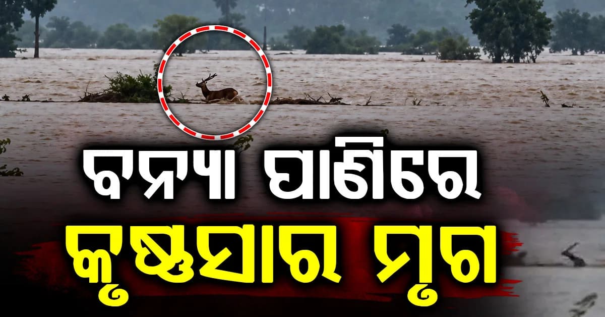 ବନ୍ୟା ପାଣିରେ କୃଷ୍ଣସାର ମୃଗ ,ବନ ବିଭାଗ କହିଲା ନଦୀପାର ହୋଇ ଜଙ୍ଗଲରେ ପହଞ୍ଚିଛନ୍ତି କୃଷ୍ଣସାର