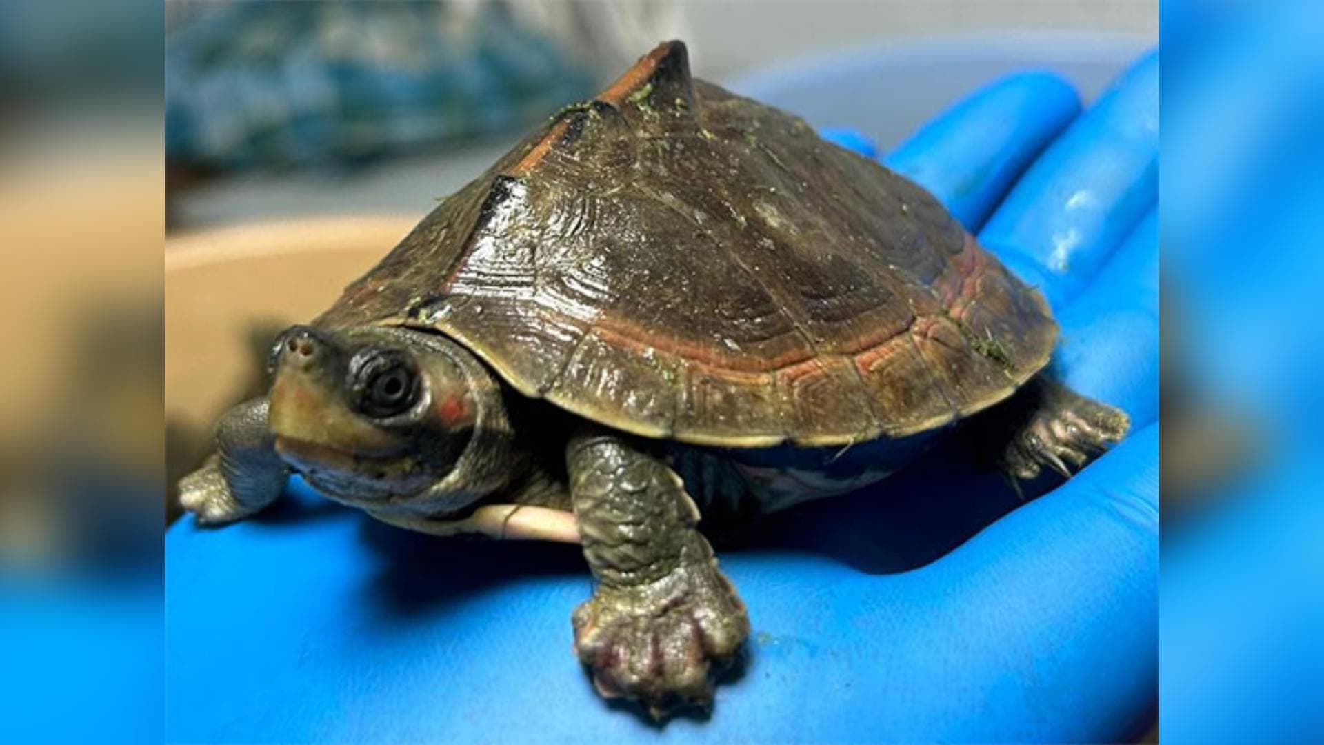 DRI Rescues 679 Live Baby Turtles In Two Operations In Uttar Pradesh