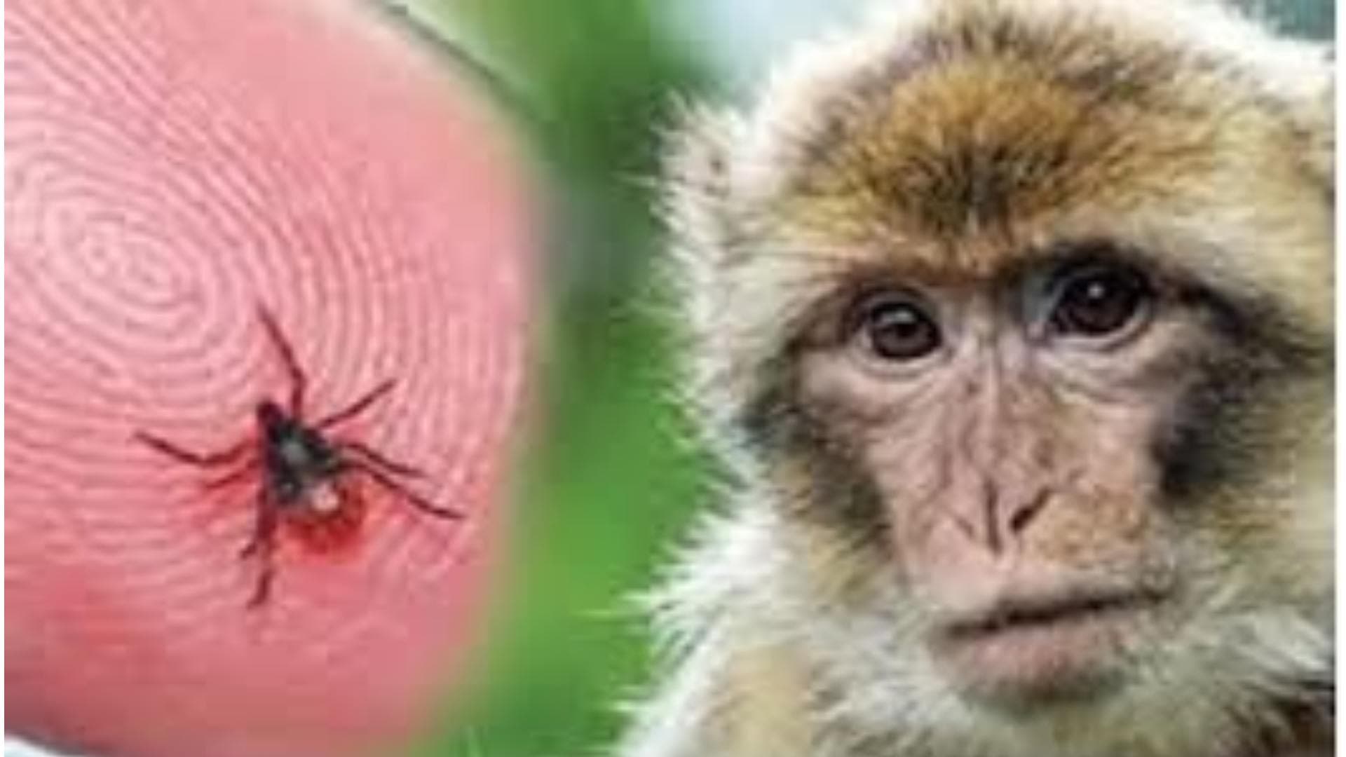 One More Dies Of Monkey Fever In K’taka; Toll Rises To Four