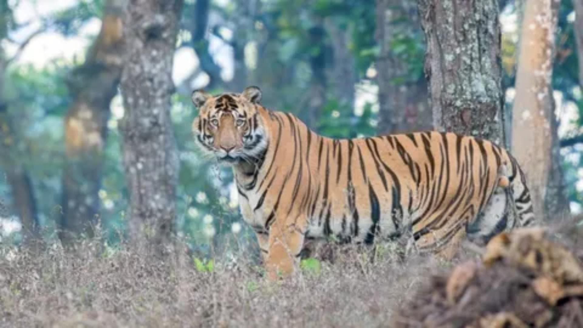 Royal Bengal Tiger Found Dead In Similipal National Park
