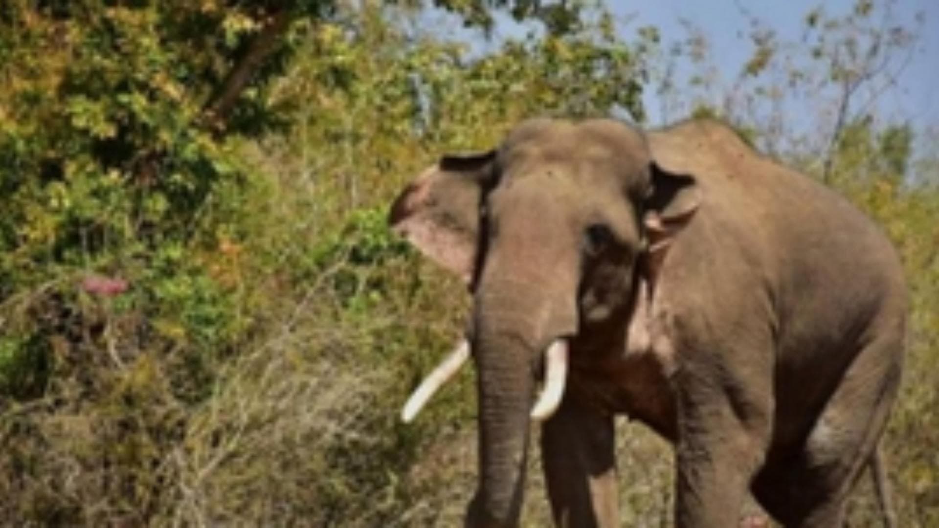 Man Trampled To Death By Wild Elephant In Chennai