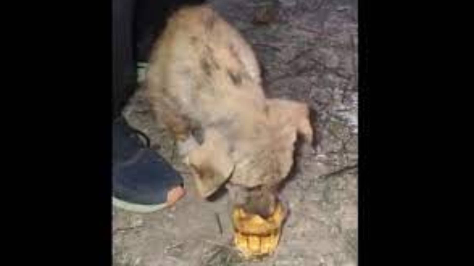 Viral Video: Group Of Men Make Puppy Consume Alcohol, Police Initiate Action