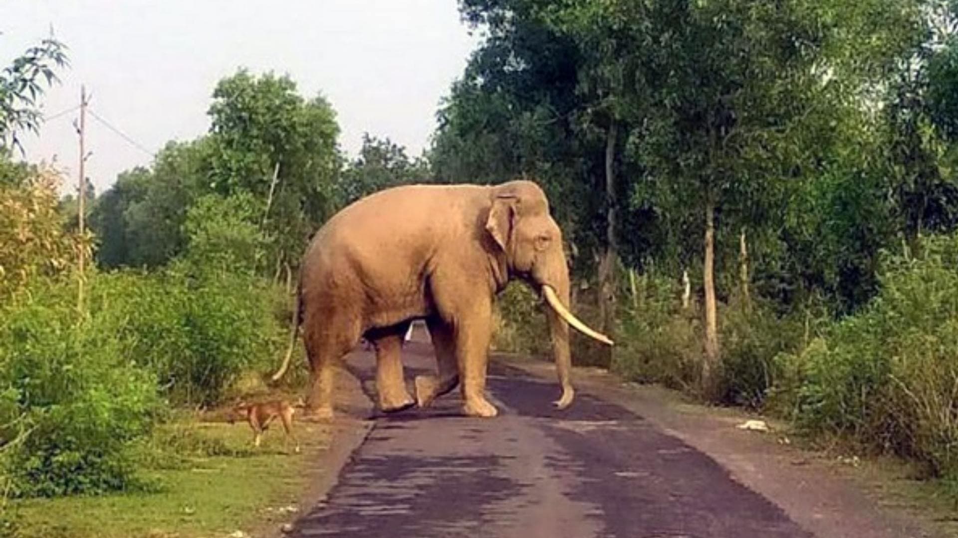 Kerala: Man Died In Wild Elephant Attack In Wayanad