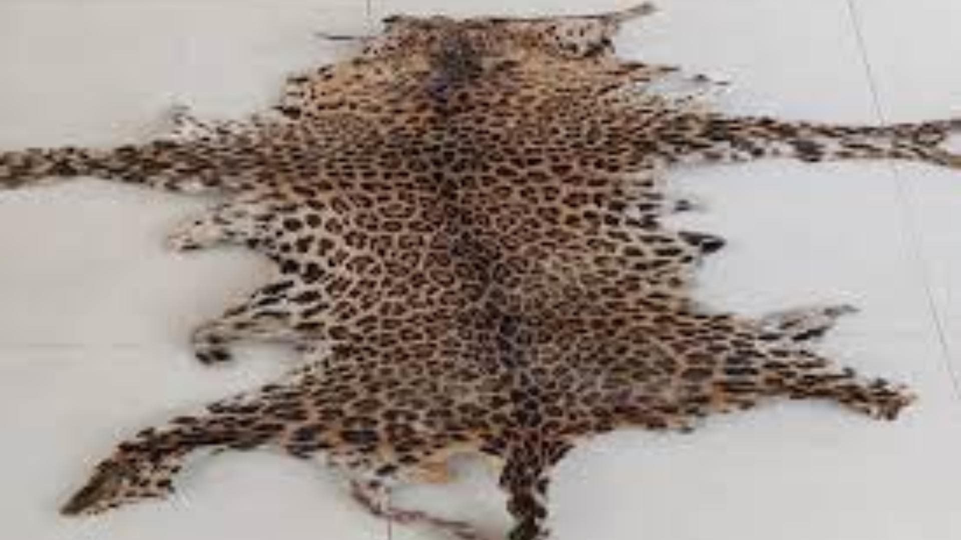 Odisha STF Team Seizes Leopard Skin, One Held