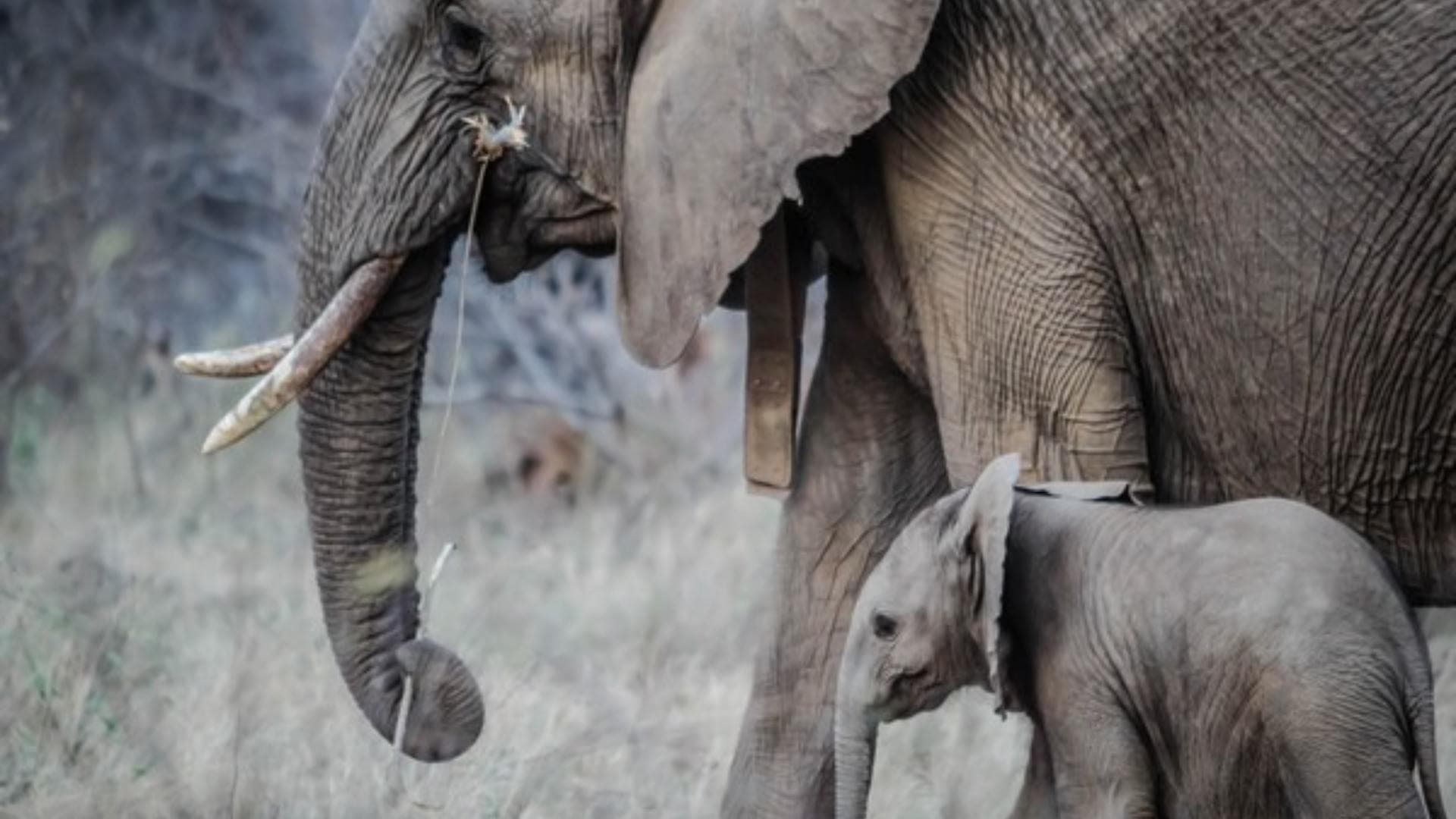 Kerala: Wild Elephant Attacks Maoist Group In Kannur