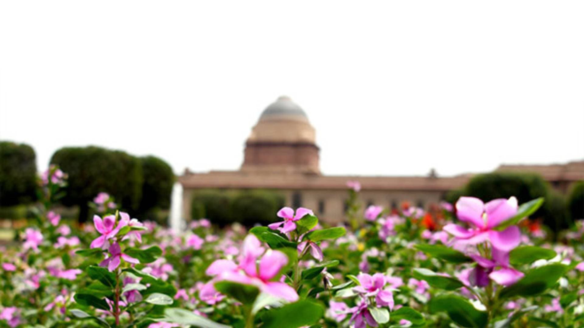 Amrit Udyan Of Rashtrapati Bhavan To Open For Public From Feb 2
