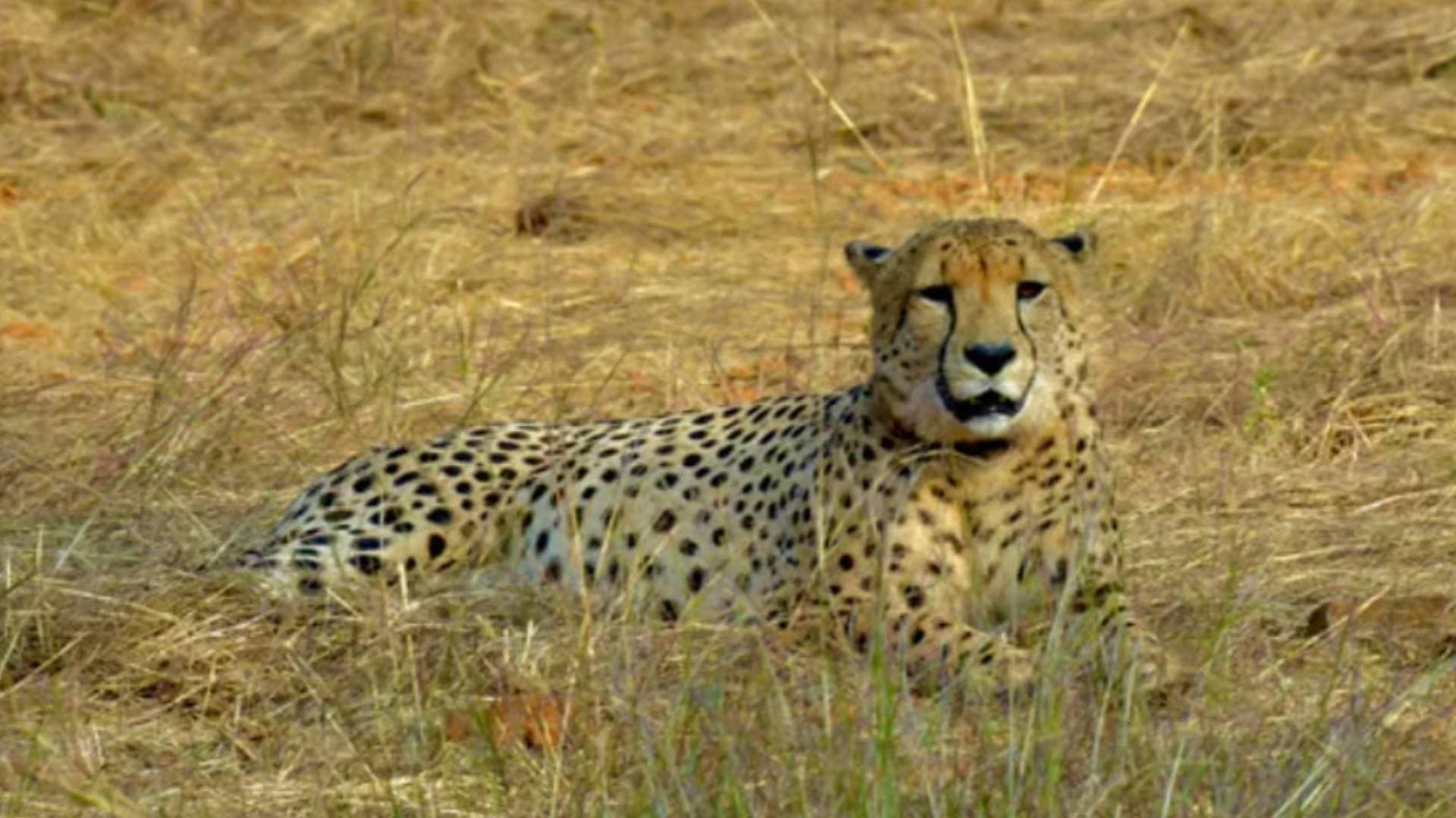 Rajasthan: Cheetah 'Agni' Repatriated From Baran After Escaping From Kuno National Park