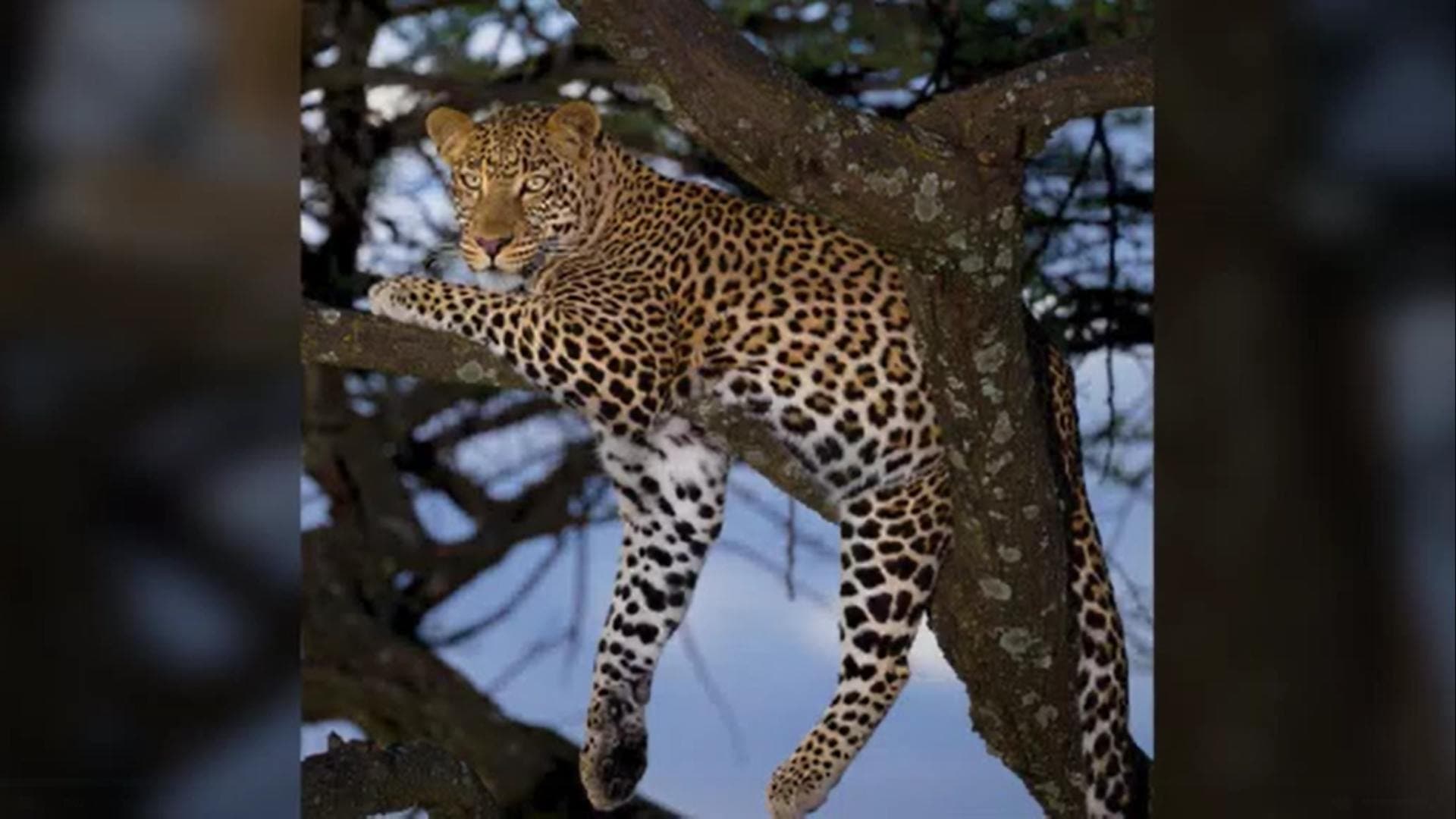 Leopard Population Declines In Odisha: NTCA Report