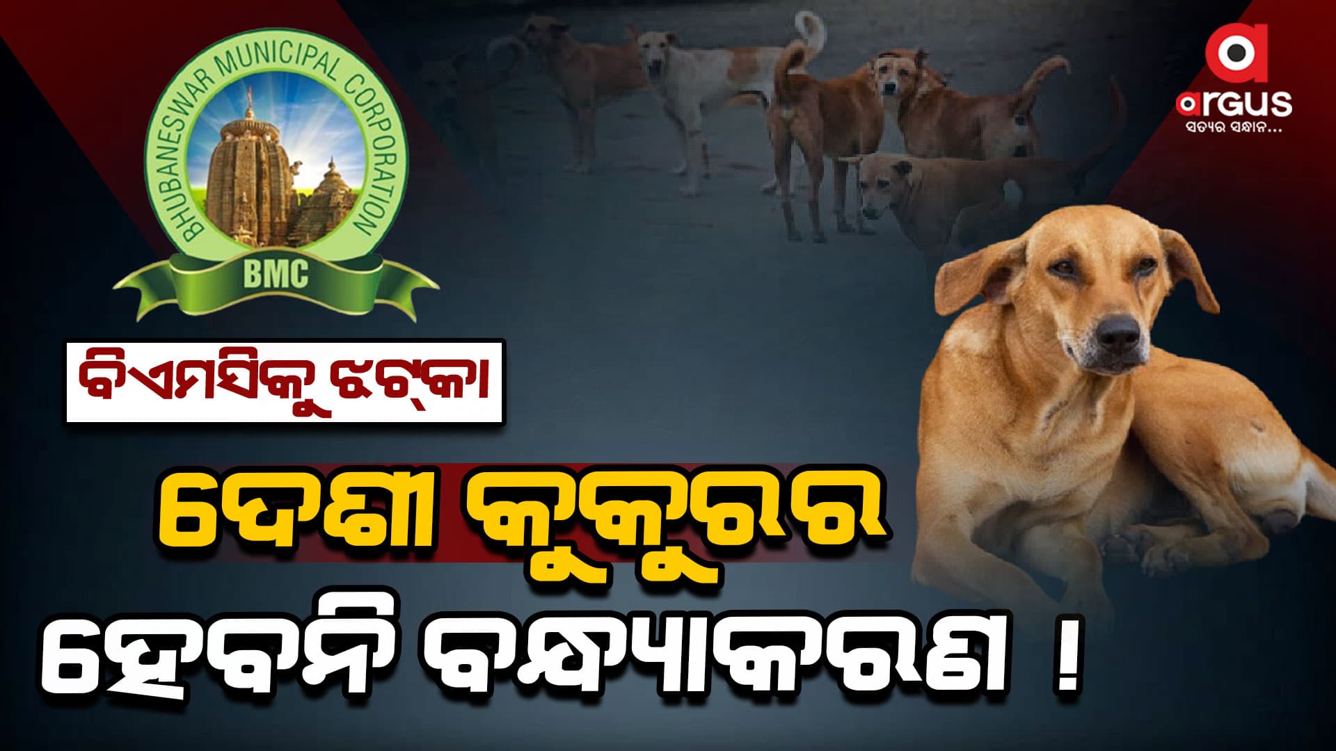 ଏଣିକି ଭୁବନେଶ୍ଵରରେ କୁକୁରଙ୍କର ହେବନି ବନ୍ଧ୍ୟାକରଣ