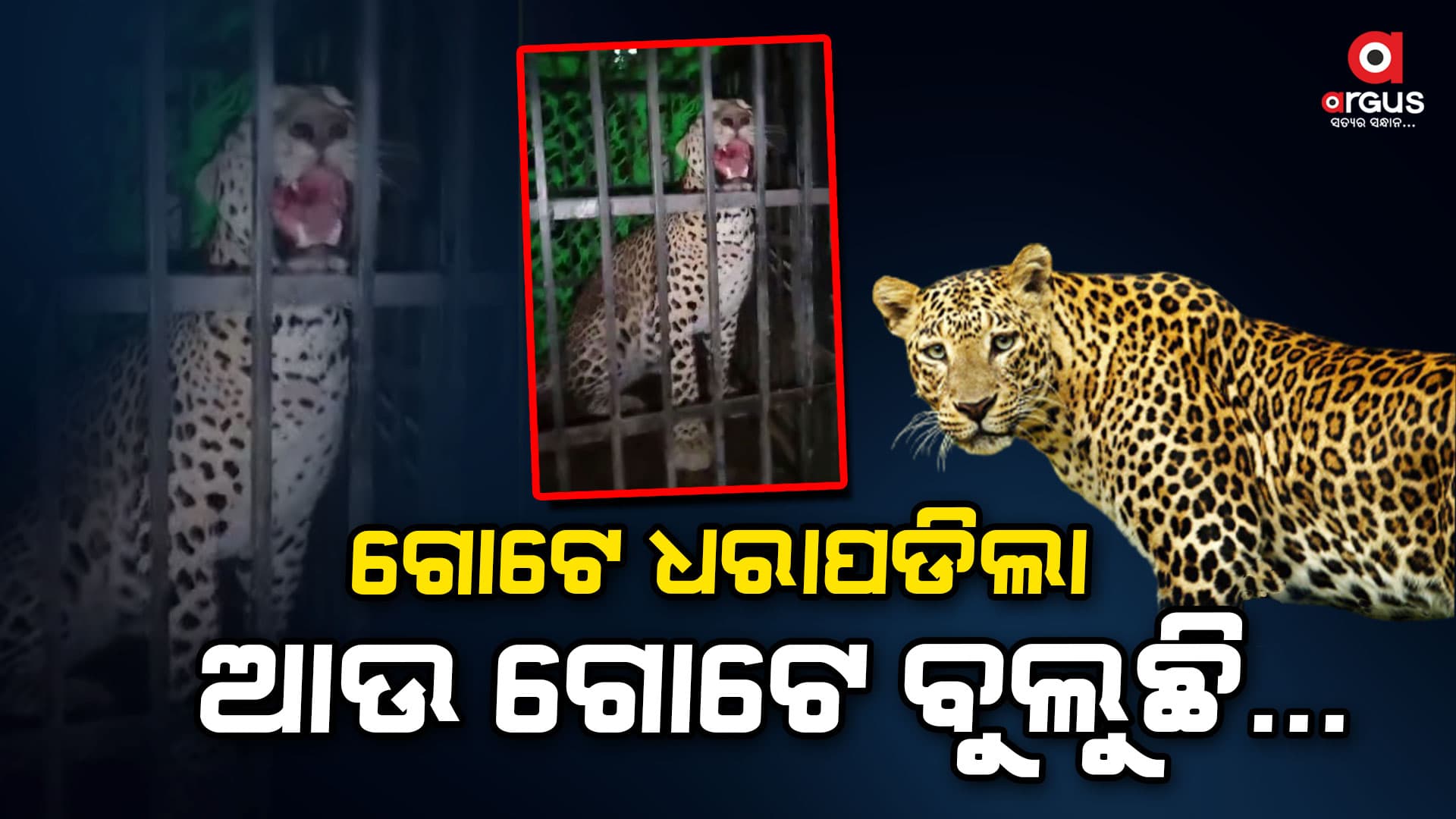 ପୁଣି ଏକ ବାଘ ଆତଙ୍କ